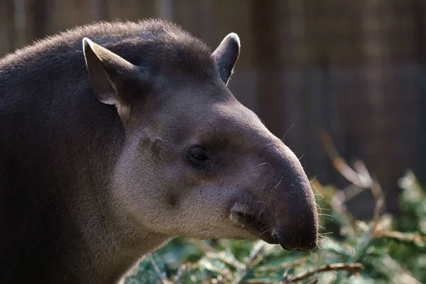 Портрет Южноамериканского Тапира Tapirus Terrestris — стоковое фото