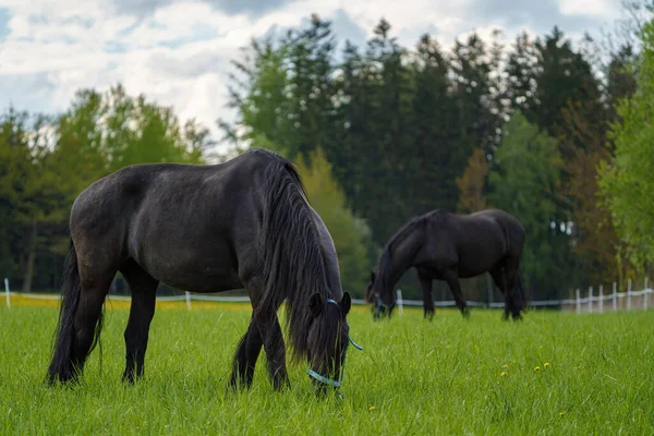 牧草地に黒いフリースラント馬 チェコ共和国 — ストック写真