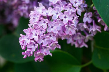 Yeşil yapraklı leylak çiçekleri.