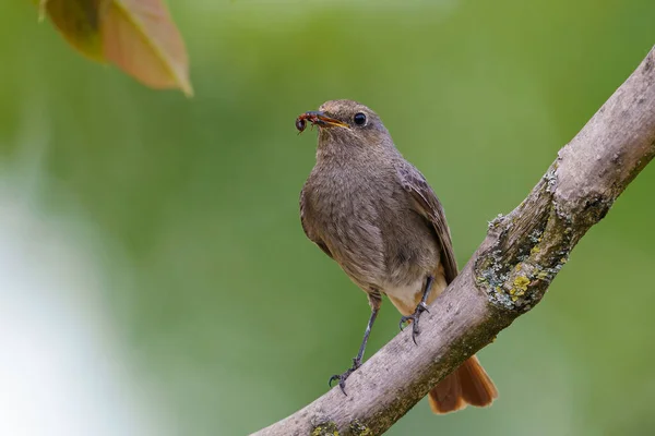 Redstart Negro Phoenicurus Ochruros Pie Sobre Rama Con Presa — Foto de Stock