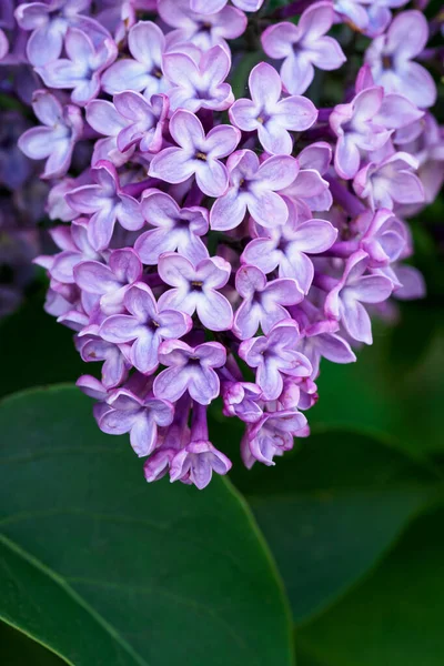 紫丁香枝叶绿叶 — 图库照片