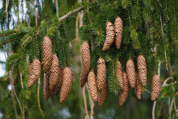 Ramos Abeto Verde Com Agulhas Muitos Cones Muitos Cones Abeto — Fotografia de Stock