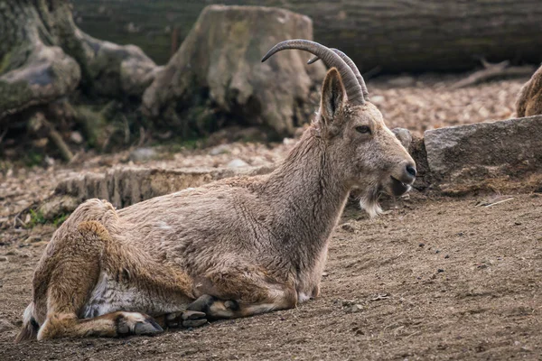 Ibex Siberiano Femenino Capra Sibirica —  Fotos de Stock