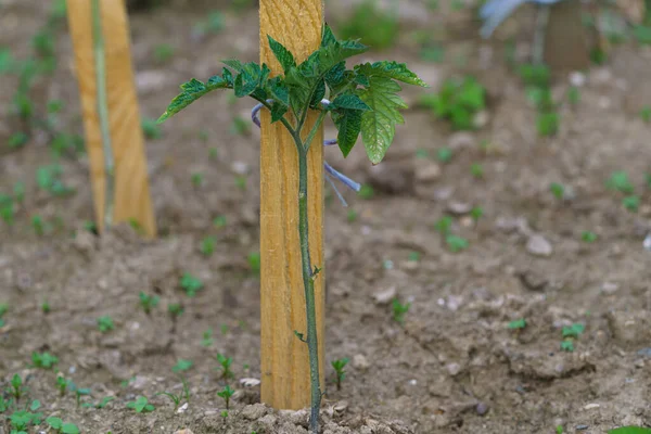 Piantina Pomodoro Nel Terreno — Foto Stock