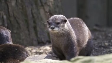 Doğulu küçük pençeli su samurları, Aonyx cinereus