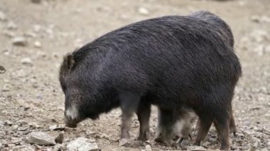 Chacoan peccary (Catagonus wagneri), tagua olarak da bilinir..