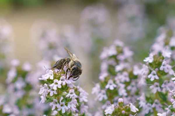 蜜蜂给百里香花授粉 — 图库照片