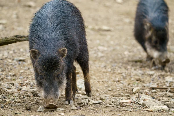 Chacoan Pecccary Catagonus Wagneri Znany Również Jako Tagua — Zdjęcie stockowe