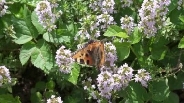 Nadir bulunan kaplumbağa kabuğu kelebeği. Kekik çiçekleri üzerinde Nymphalis xanthomelas kelebeği.