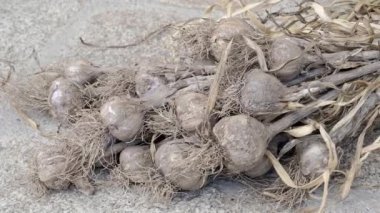 Bahçede sarımsak topluyorum. Kurutulmuş sarımsak. Bir avuç sarımsak kafa..