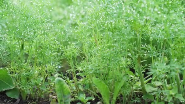 Anethum Graveolens 텃밭에서 자라는 식물이다 허브를 기르고 있어요 정원에 녹색식물 — 비디오