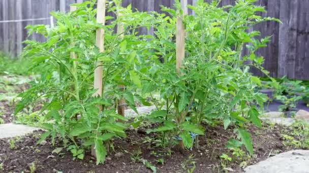 Tomatplantor Som Växer Utomhus Trädgård — Stockvideo