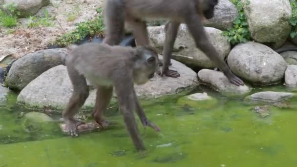 Mono Taladro Joven Busca Comida Superficie Del Agua Mandrillus Leucophaeus — Vídeo de stock