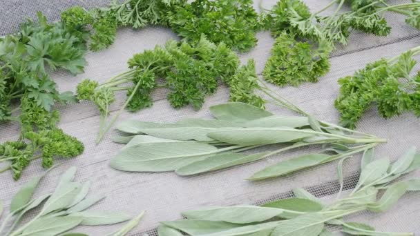 Drying Fresh Herbs Greenery Spice Food Wooden Desk Background Parsley — Stock Video