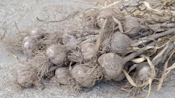 Knoflook Oogsten Tuin Vuile Knoflook Gedroogd Trossen Een Stelletje Knoflookkoppen — Stockvideo