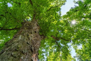 Sycamore akçaağaç gövdesi dalları, yeşil yaz yaprakları ve güneş ışınları. Alt manzara. Acer psödoplatanus.