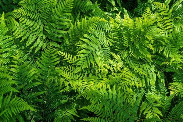 Modèle Fougère Naturelle Fond Avec Jeunes Feuilles Fougère Verte — Photo