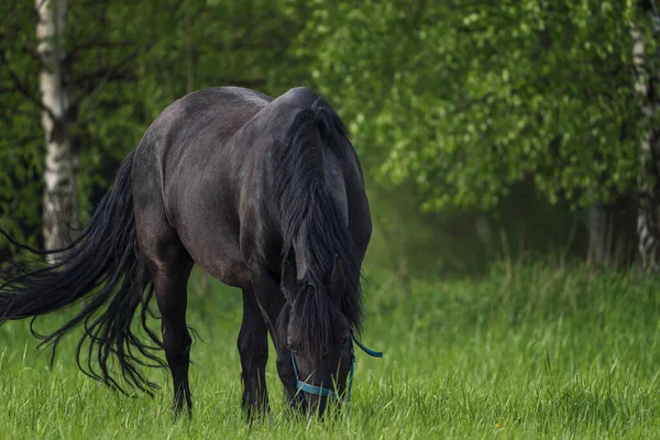 Koń Fryzyjski Pasący Się Łące — Zdjęcie stockowe