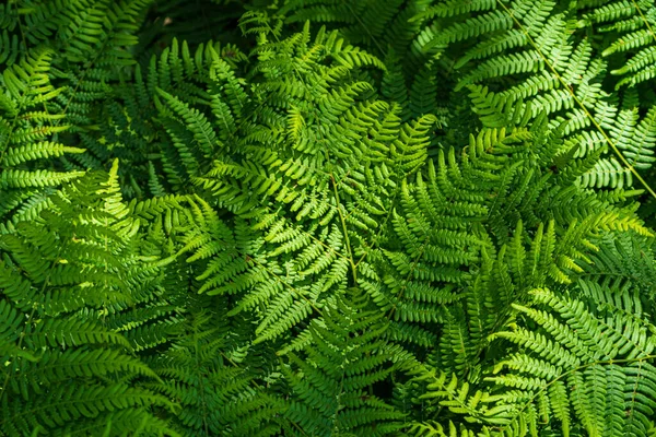 Modèle Fougère Naturelle Fond Avec Jeunes Feuilles Fougère Verte — Photo