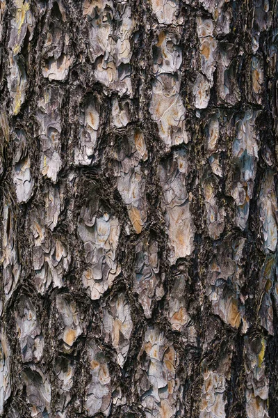 Textúra Fenyő Kéreg Háttér Fakéreg Erdőben — Stock Fotó