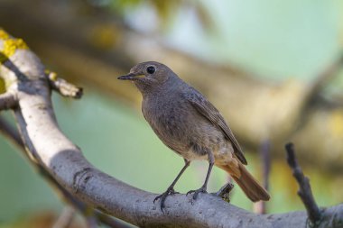 Siyah Kırmızıbaşlangıç - Phoenicurus ochruros av ile dalda duruyordu.