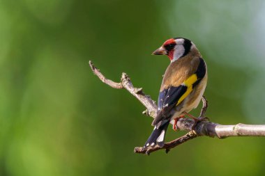 Avrupa ispinozu, bir dalda Carduelis carduelis. Çek Cumhuriyeti