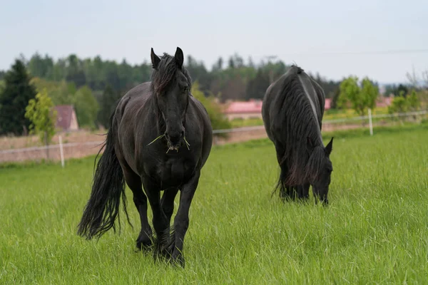 Zwei Schwarze Friesenpferde Stehen Auf Der Weide — Stockfoto