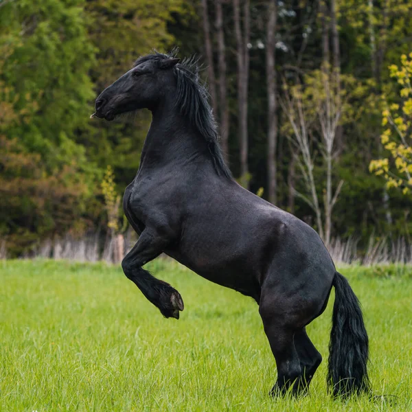 Black Friesian Horse Runs Gallop — Stock Photo, Image