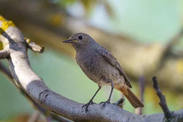 Black Redstart Phoenicurus Ochruros Standing Branch Prey — Stock Photo, Image