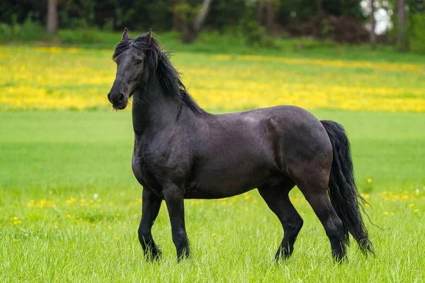 緑の畑に馬が立っている — ストック写真