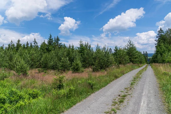 Road Forest Forest Footpath — Stock Photo, Image