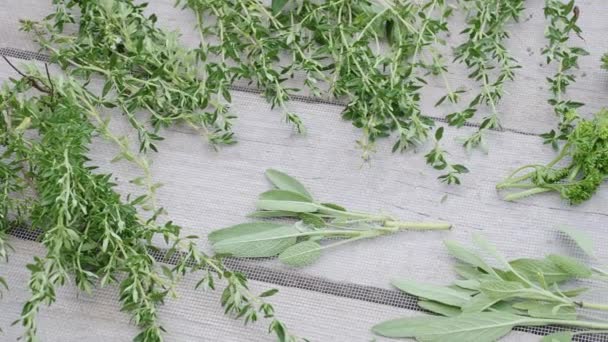 Séchage Herbes Fraîches Verdure Pour Épicer Nourriture Sur Fond Bureau — Video