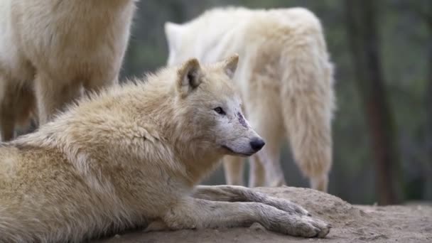 Αρκτικός Λύκος Canis Lupus Arctos Επίσης Γνωστός Λευκός Λύκος Πολικός — Αρχείο Βίντεο