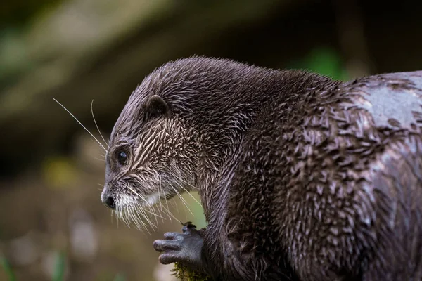 Lontra Oriental Garras Pequenas Amblonyx Cinereus Também Conhecida Como Lontra — Fotografia de Stock