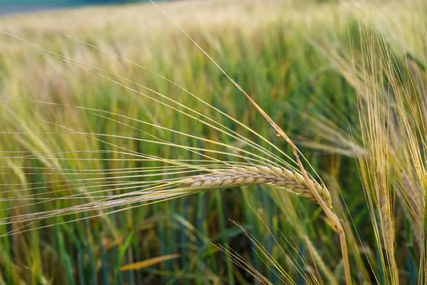 Pšeničné Pole Zlaté Uši Pšenice Poli Pozadí Dozrávajících Uší Lučního — Stock fotografie