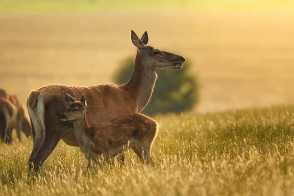 Κόκκινο Ελάφι Cervus Elaphus Θηλυκή Πίσω Μητέρα Και Μικρό Μοσχάρι — Φωτογραφία Αρχείου