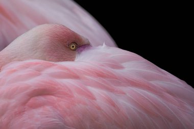 Daha büyük flamingo, Phoenicopterus gülü. Kafa ve göz detaylarını kapat..
