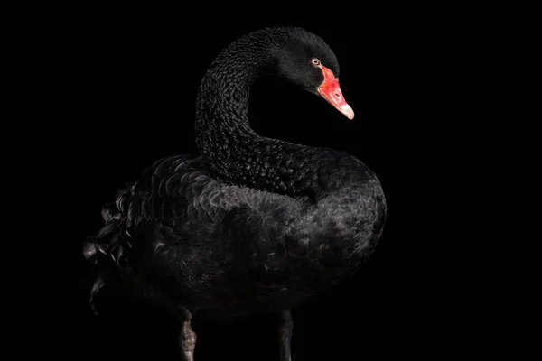 Cisne Negro Sobre Fondo Negro Cygnus Atratus Hermoso Cisne Negro — Foto de Stock