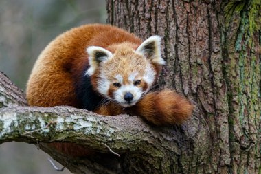 Ağaçta kırmızı panda (Ailurus fulgens). Ormandaki sevimli panda..
