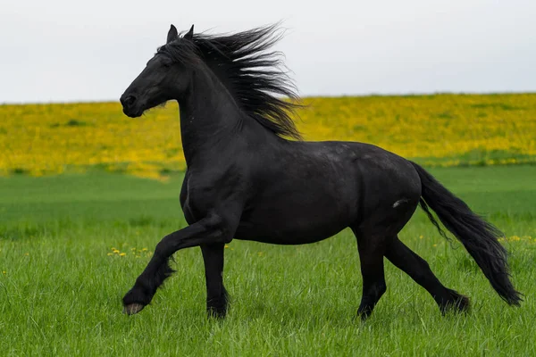 Black Friesian Horse Runs Gallop — Stock Photo, Image