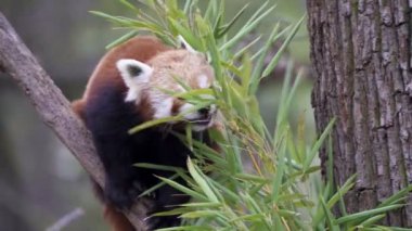 Ağaçta kırmızı panda (Ailurus fulgens). Tatlı kırmızı panda bambu yiyor..