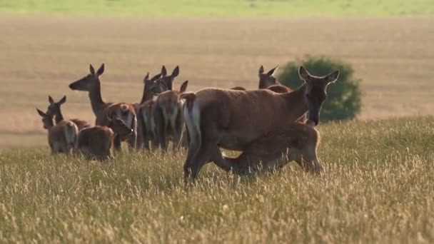 Rödhjort Cervus Elaphus Hona Bakmoder Och Ung Kalv Vid Solnedgången — Stockvideo