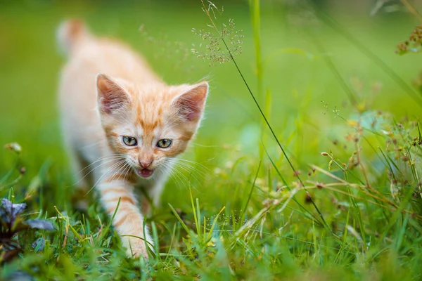 Portrait Red Kitten Garden Red Kitten Green Eyes Big Ears — Stock Photo, Image