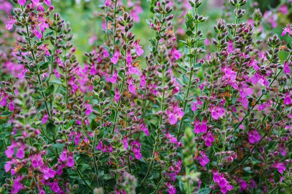 菊花科植物 粉红色花序 — 图库照片