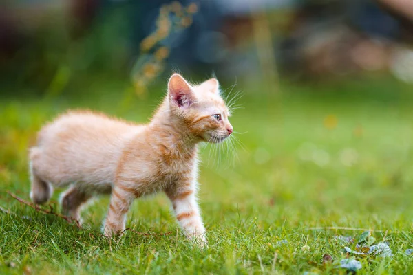 Adorable Red Kitten Green Eyes Posing Outdoors Grass — Stock Photo, Image