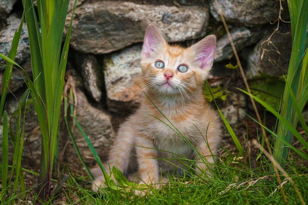 Cute little red kitten playing outdoors. Portrait of a red kitten in the garden. Tabby funny red kitten with green eyes and with big ears. Animal baby theme