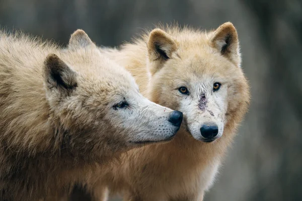 Loup Arctique Canis Lupus Arctos Également Connu Sous Nom Loup — Photo
