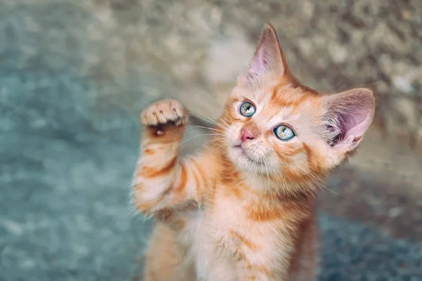 Portrait Red Kitten Garden Tabby Funny Red Kitten Green Eyes — Stock Photo, Image