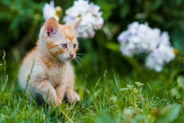 Adorable Red Kitten Green Eyes Posing Outdoors Grass — Stock Photo, Image