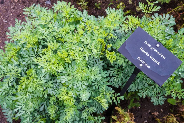 Common Rue Herb Grace Ruta Graveolens Herbal Plant Garden Medicinal — Stock Photo, Image